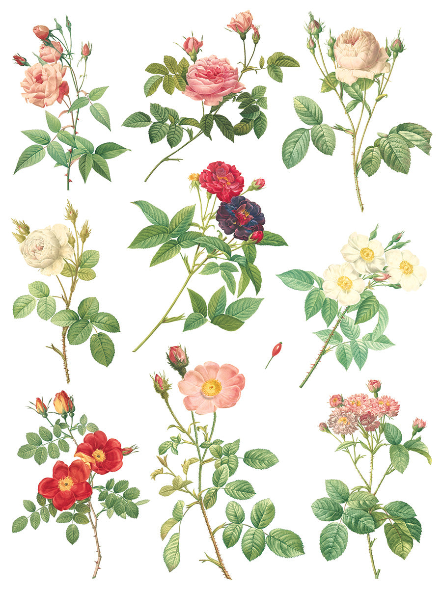 Rose Botanical Transfer