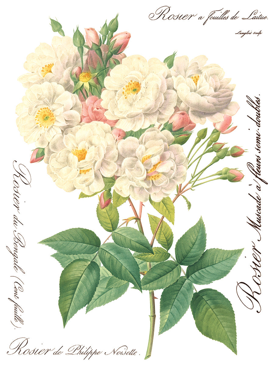 Rose Botanical Transfer