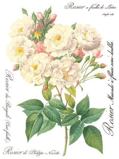 Rose Botanical Transfer