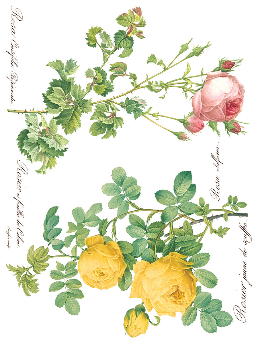 Rose Botanical Transfer