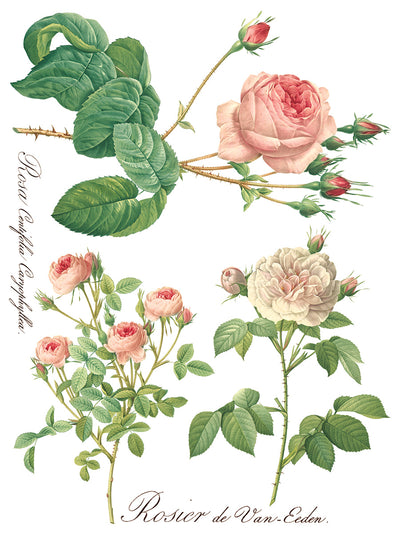 Rose Botanical Transfer