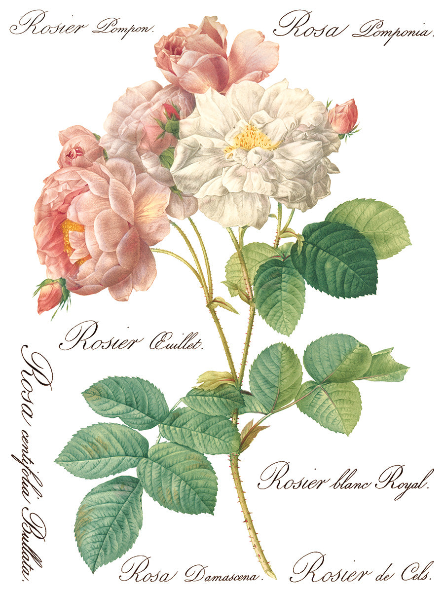 Rose Botanical Transfer