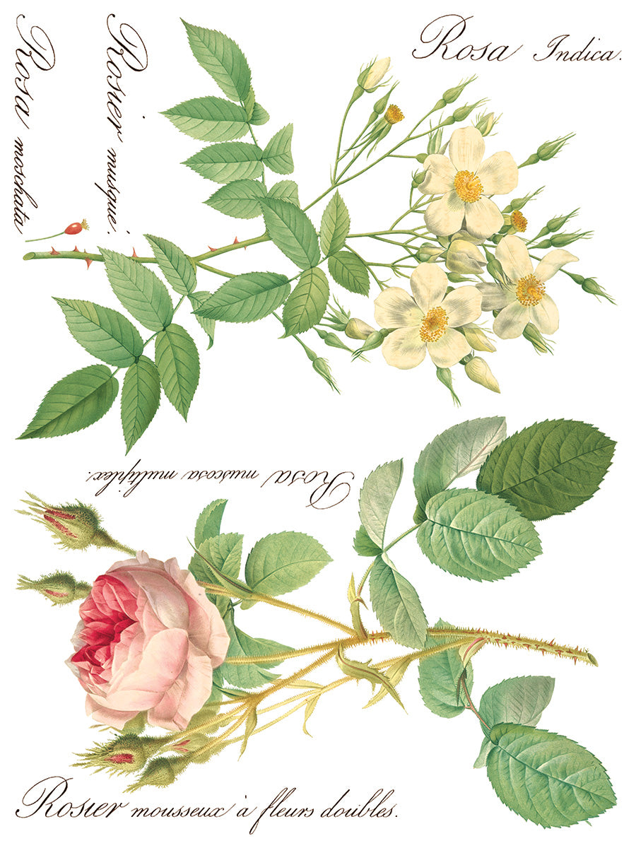 Rose Botanical Transfer