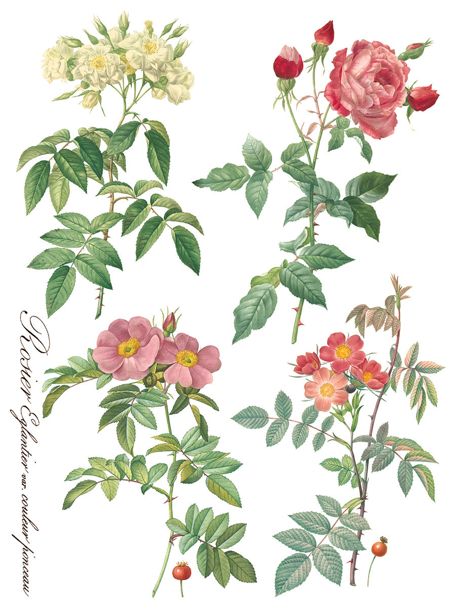 Rose Botanical Transfer